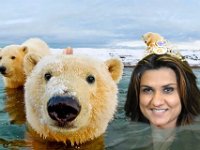 swimming with bears